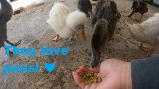 Feeding teenage pet ducklings peas (they love them)