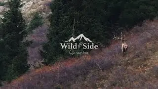 Wild Deer on the Wild Side