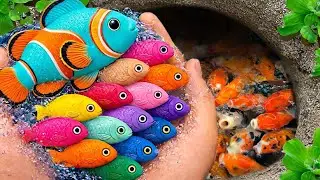 I get colorful ornamental fish in tiny pond, platy fish, goldfish, betta fish, baby turtle, eel,koi🐠
