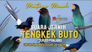 MASTERAN MURAI BATU ISIAN TENGKEK BUTO GACOR SUARA JERNIH SPEED RAPAT #kicaumania #muraibatumedan