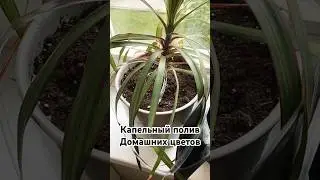 Оставляю цветы на месяц - не вянут! #капельныйполив #отпуск #полив