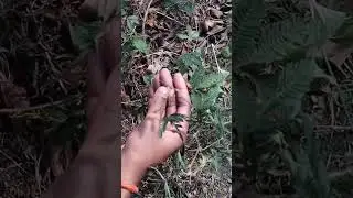 छुई मुई / touch me not plant