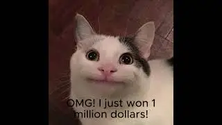 Maxwell cat & Beluga cat #1 - Beluga cat becomes rich