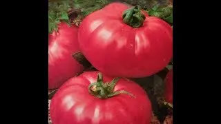 ROSE FRUIT TOMATOES FOR 2020 I CHOOSE TOMATO VARIETIES