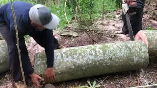 Tebang Potong Pohon Sengon ||part 3 terahkir
