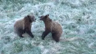 Grizzly Cubs at Dawn