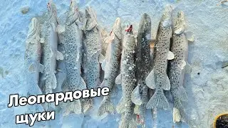 Леопардовые щуки амурских проток. Рыбалка на махалку.