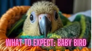 Beyond Cage & Food: Preparing for a New baby #parrot | #parrot_bliss #bird