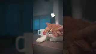 Let's Play 