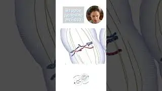 ТЫ НЕ КОПИЯ РОДИТЕЛЕЙ Мейоз #биологияегэ #анатомиячеловека #мейоз #разборывариантов