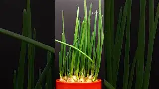 Growing Onion from Bulb Time-lapse 