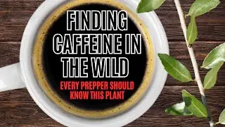 Making A Caffeinated Coffee Substitute From Things In My Yard | Yaupon Holly | Dandelion | Cleavers