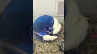 Mouse Party