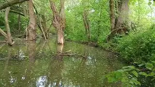 болото  штат луізіана