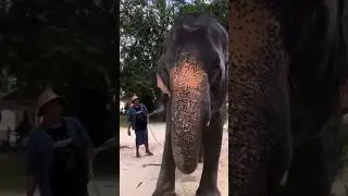 Feeding and Bathing ELEPHANTS in Phuket - Thailand 🇹🇭 #travel #elephants #thailand