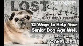 The Blissful Dog - Caring For Your Senior Dog