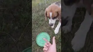 С Лордом на прогулке6#beagle#Lord#бигль#Лорд