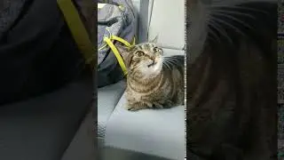 Cat goes full derp after a trip to the vet