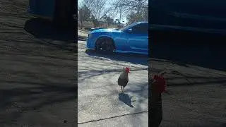 Cocky the Rooster 🐓 I'm no Chicken 🐔