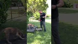 Cane Corso Puppy Recall