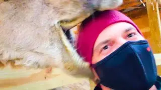 2021 Top Animal Fails Of The Year | Best Of The Year