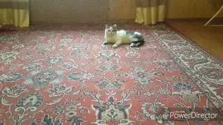 Молодая красотка и старый кот