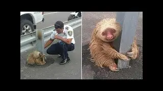 An Amazing Selection Of Feel-good Moments Featuring Animals