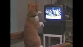 Funny Boxing cat