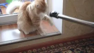 Кот и пылесос