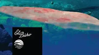 El Búho - You Are Not Welcome Here | 