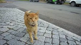 Funny Red Cat from Liebenstein, Germany