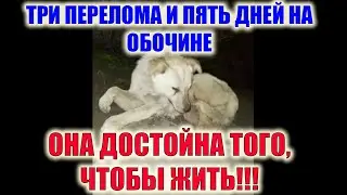 The dog was dying on the side of the road...and no one helped!!! We are in shock!!! Is it really ...