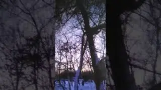 Душа у деревьев есть?....