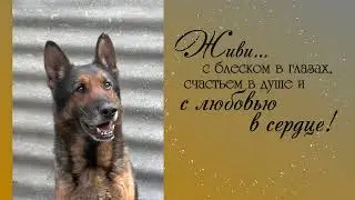 Гард Из Тигровой Династии