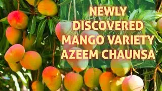 Brief Introduction of Azeem Chaunsa or Ratta wala Mango Variety#mangofarming #chaunsa #mangovariety