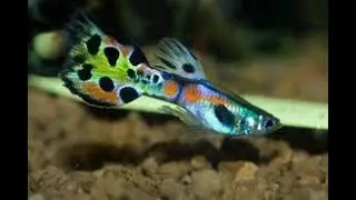 all the best ornamental fish