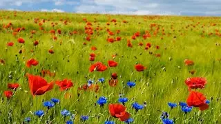 С ПРАЗДНИКОМ  ВЕСНЫ.💐💐💐
