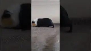 #морскаясвинка