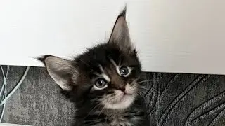 Котёнок и робот-пылесос.