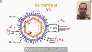 Серологическая диагностика гепатита В