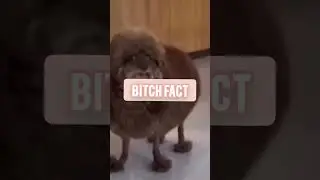 Bitch fact #fypシ #fairygirl #new #dog #dogecoin #dogs #dots #dogtraining #dogstagram #fypage #fyp
