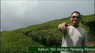 Kebun Teh Alahan Panjang Pemandangan Memanjakan Mata
