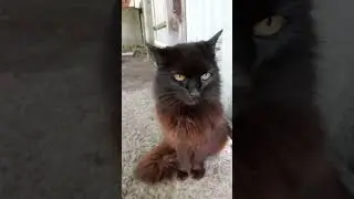 Сашуня захотела гулять но не вышло 😊😸