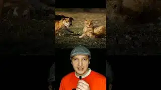 Кот ушел из дома и вернулся по уши в долгах 