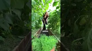 до сих пор собираете огурцы ?