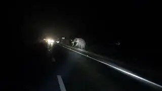 elephant crossing on the road