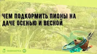 Чем подкормить пионы на даче осенью и весной