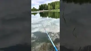 Дикий карась, часть2.