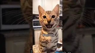 Looks like Pepper is guilty 🤣 #catvideos #shortsfeed #shortvideo #catlover #viralvideo #viralshorts
