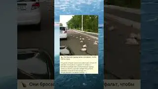 🍗  Они бросали курицу прямо на асфальт, чтобы спасти город